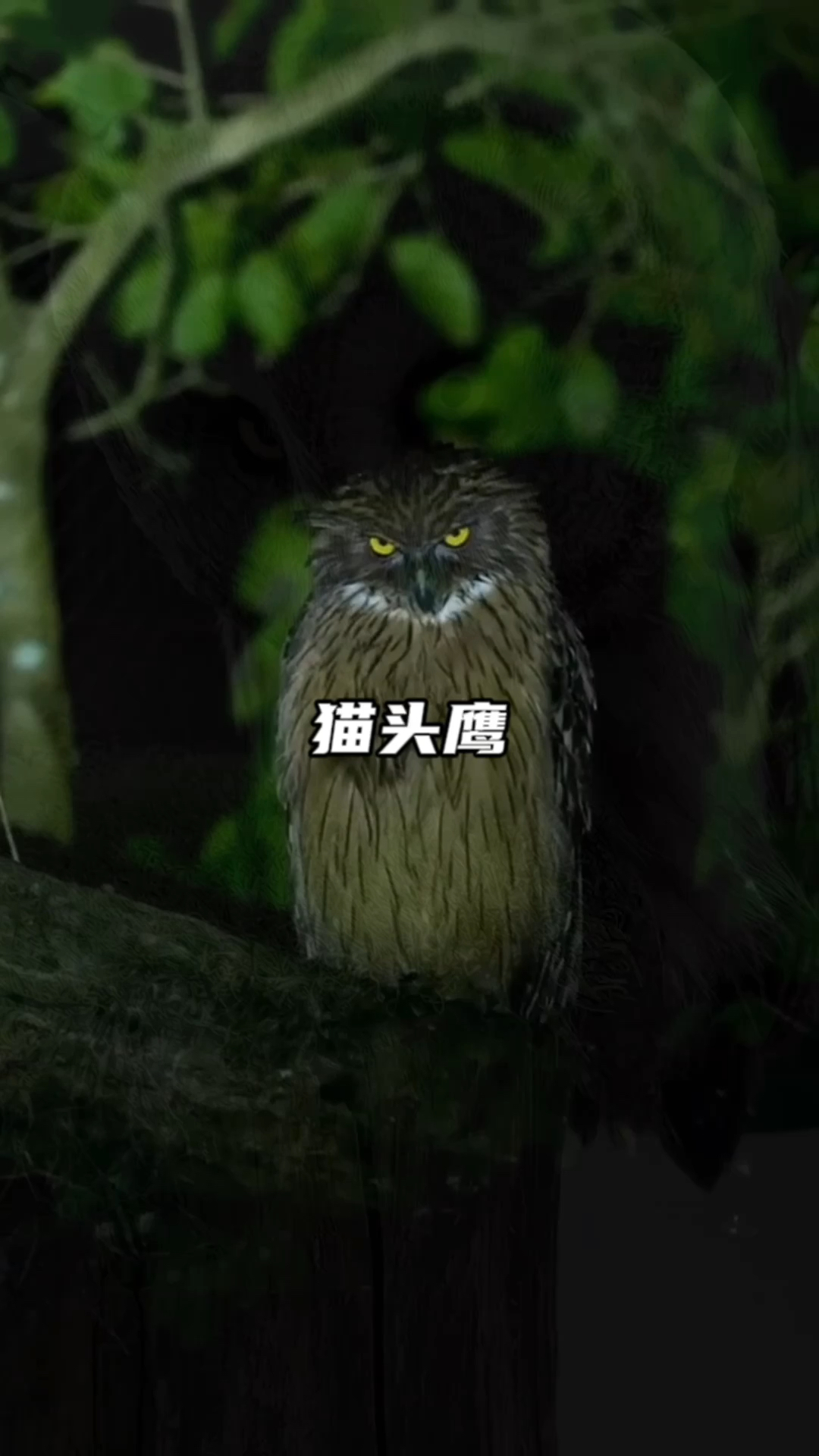 猫头鹰飞家里什么预兆
